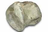 Fossil Whale Caudal Vertebra - Yorktown Formation #250141-3